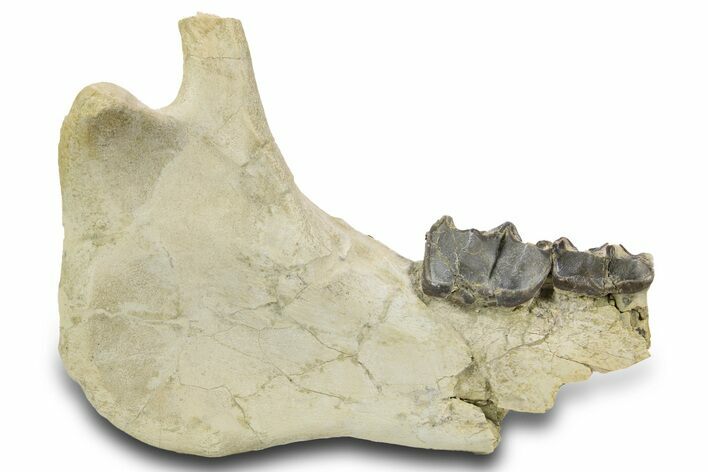 Fossil Titanothere (Megacerops) Jaw - South Dakota #300032